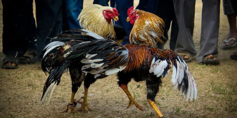 Ý nghĩa của màu mạng gà đá trong truyền thống và phong thủy