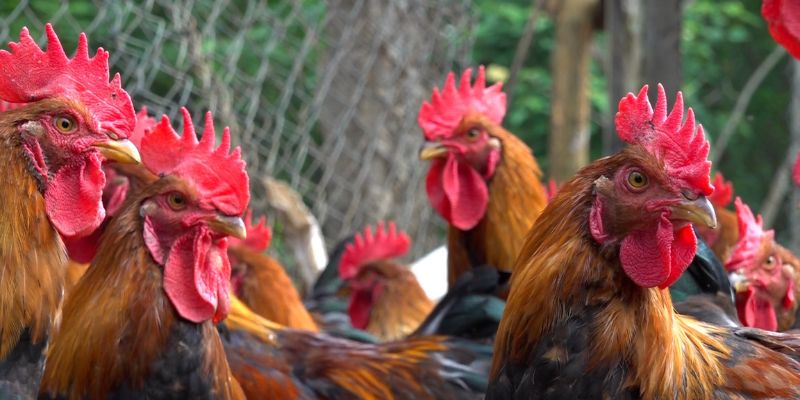 Mẹo đánh rồng hổ - Hướng dẫn từ A đến Z để thành công 10 Ảnh hưởng của ngày đá gà đến kết quả trận đấu